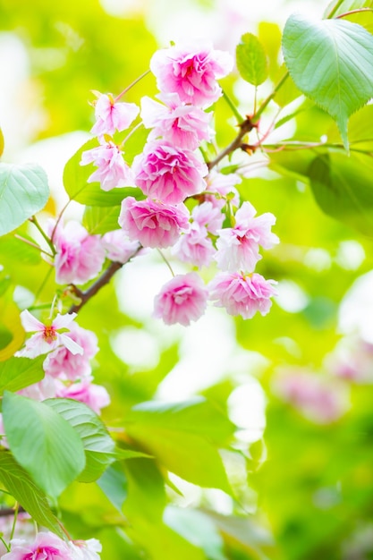 Zdjęcie różowy kwiat wiśni sakura kwiat wiśnie lub kwiat sakura na niewyraźny