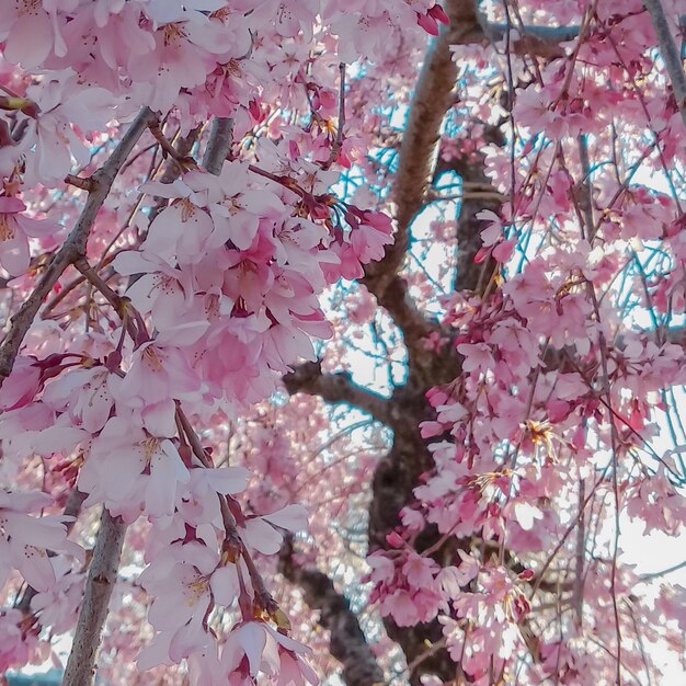 Różowy Kwiat Wiśni Sakura Pod Błękitnym Niebem Wiosną, Osaka W Japonii.
