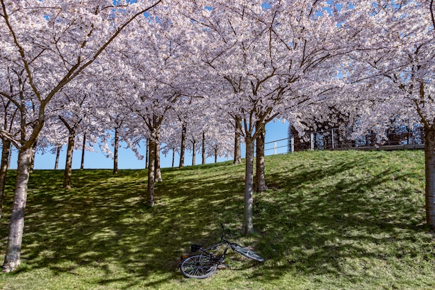 Różowy Kwiat Wiśni (sakura) W Parku