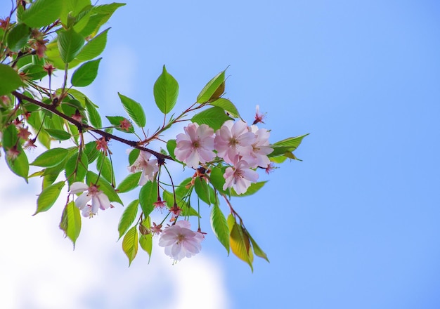 Różowy kwiat wiśni Sakura