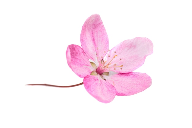 Różowy kwiat z drzewa sakura na białym tle. Makro z bliska strzał studio