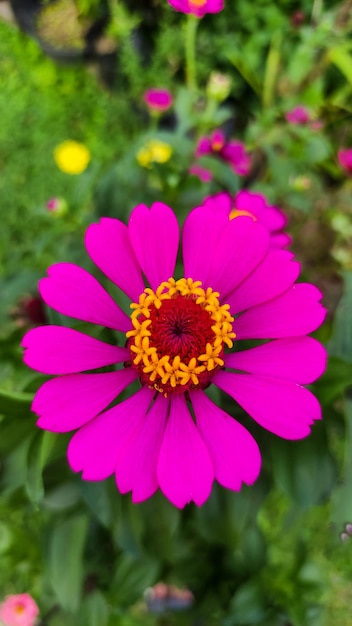 Zdjęcie różowy kwiat z żółtym środkiem