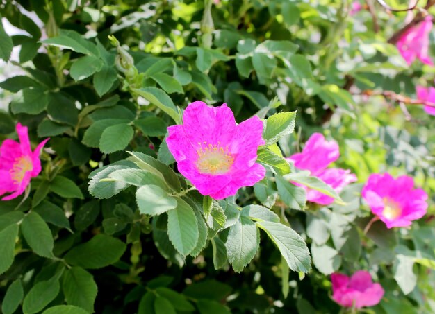 Różowy kwiat ze słowem „l”.
