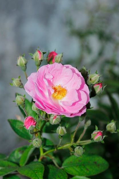 Różowy kwiat