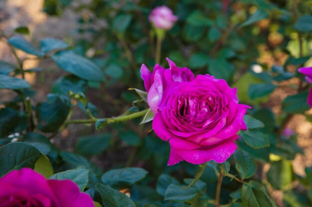 Różowy Kwitnący Krzew Róży (Rosa Bonica Meidomonac)