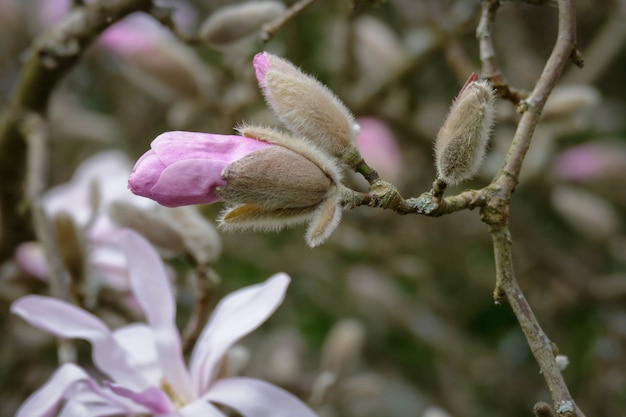 Różowy kwitnienie magnolii