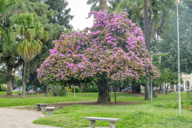 Zdjęcie różowy lapacho handroanthus impetiginosus na plaza belgrano w san salvador de jujuy