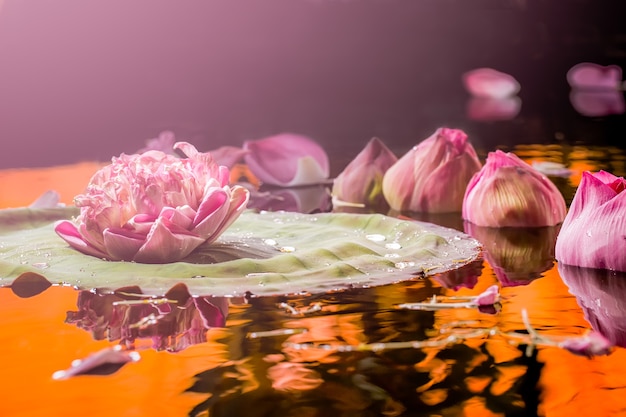 Zdjęcie różowy lotos na wodzie z falami piękny zapach
