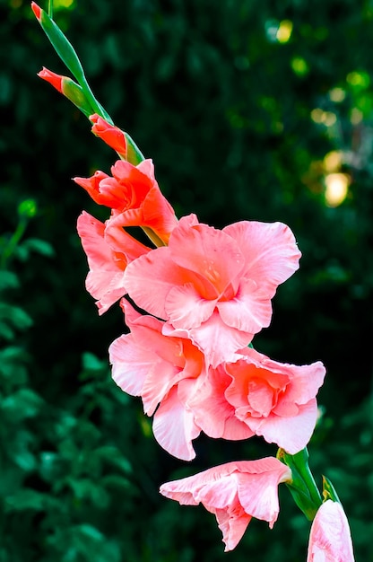 Różowy mieczyk w ogrodzie. Kwiat