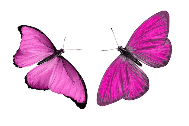 Różowy motyl. naturalny owad. na białym tle