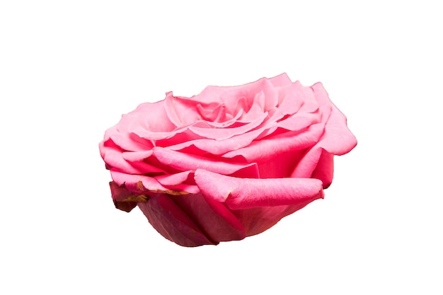 Różowy pączek róży na białym tle