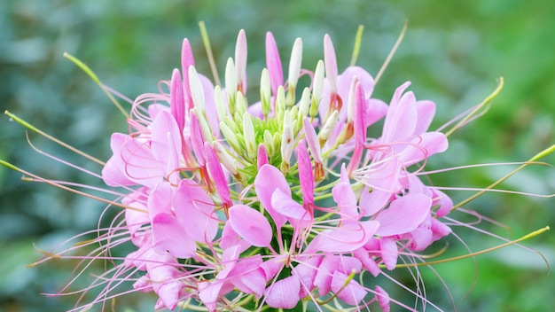 Różowy Pająka Kwiat W Ogródzie (cleome Hassleriana).