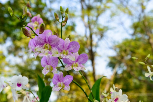 Różowy Pasmowy Kwiat Orchidei