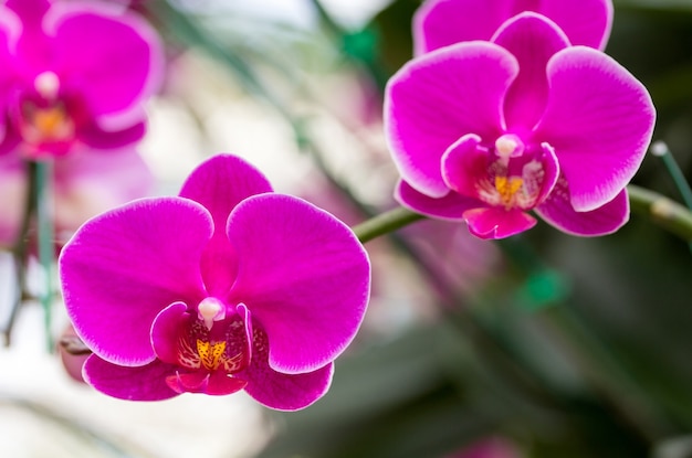 Różowy phalaenopsis kwiat orchidei