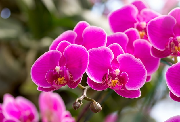 Różowy phalaenopsis kwiat orchidei