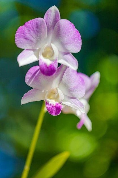 Różowy Phalaenopsis lub ćma dendrobium Storczyk flover Tło Orchidea