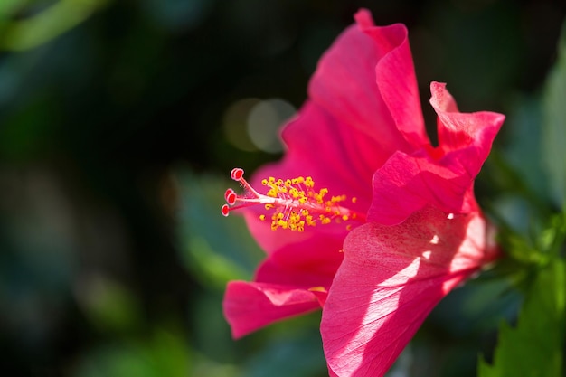 Różowy piękny kwitnący kwiat hibiskusa