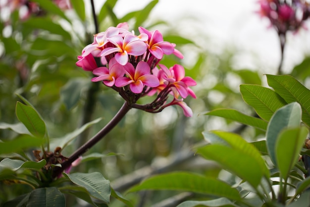 Różowy plumeria na drzewie plumeria, frangipani tropikalne kwiaty.