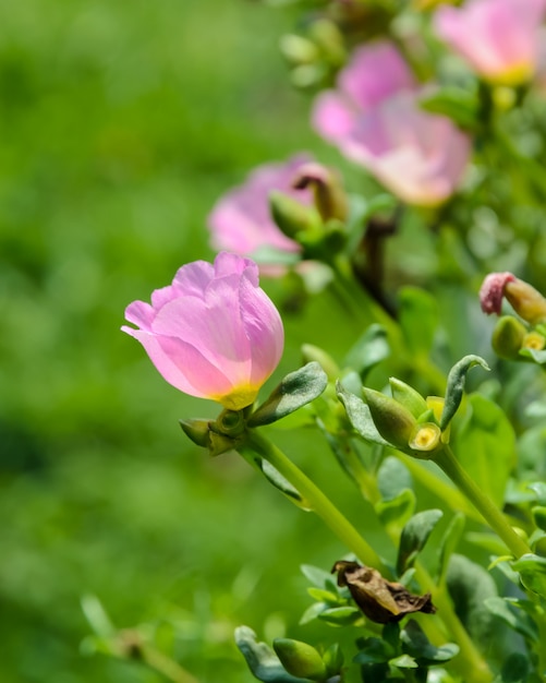 Różowy Portulaca w ogrodzie
