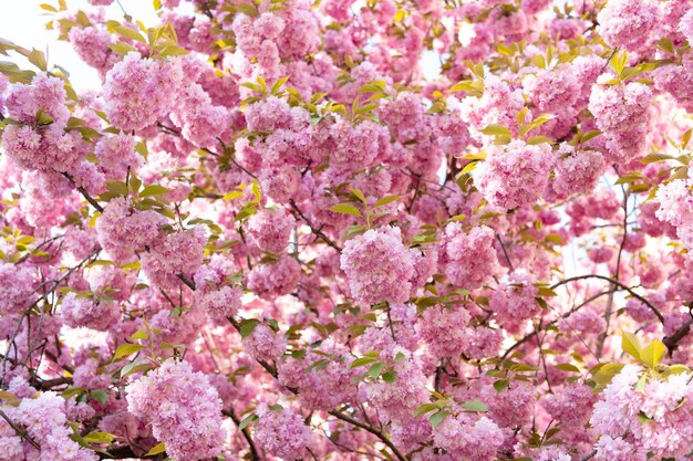 Różowy sakura kwiat na kwitnącym wiosennym drzewie botanicznym tle