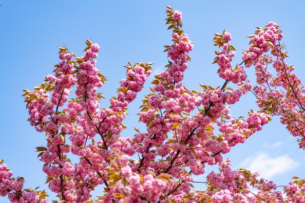 Różowy sakura kwiat na kwitnącym wiosennym drzewie kwiatowym tle