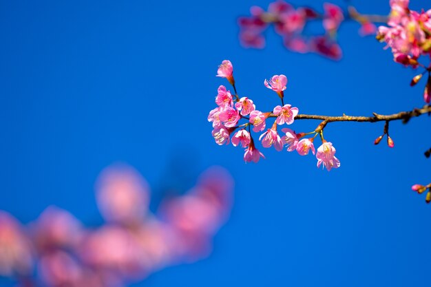 Różowy Sakura Kwiatu Kwitnienie.