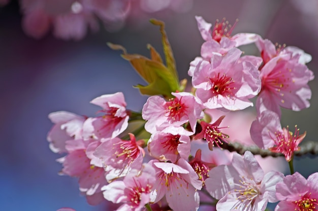 Zdjęcie różowy sakura w japonii święto kwiat