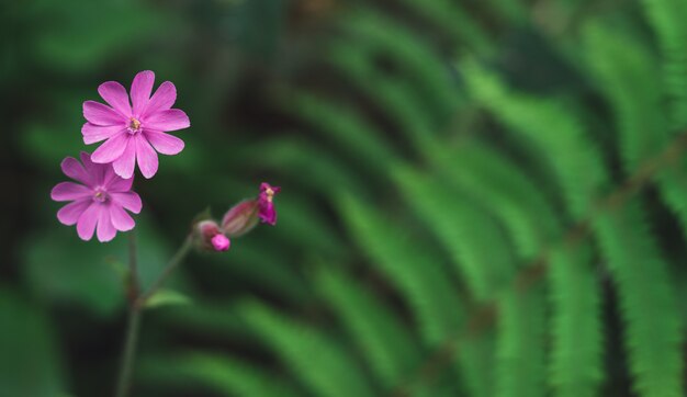 Różowy silene dwupienny kwiat z nieostrym tłem. Koncepcja Flora. Skopiuj miejsce Melandrium rubrum.