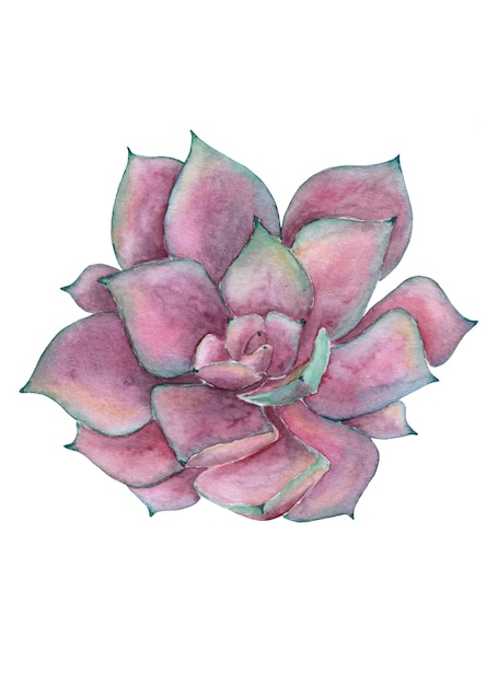 Różowy soczysty roślinny malowany akwarelą na białym tle