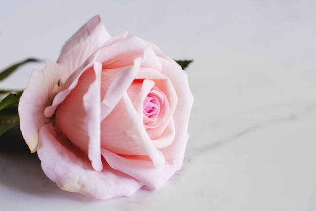 Różowy sztuczny kwiat róży na tle białego marmuru