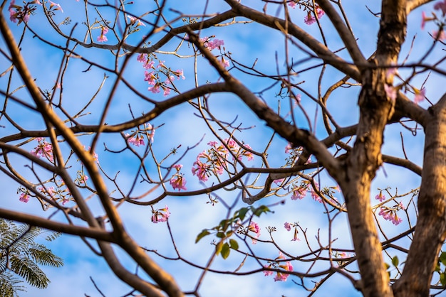Różowy trąbkowy drzewny kwiatu kwitnienie w walentynka dniu jak słodki sen
