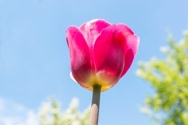 Różowy tulipan i niebieskie niebo