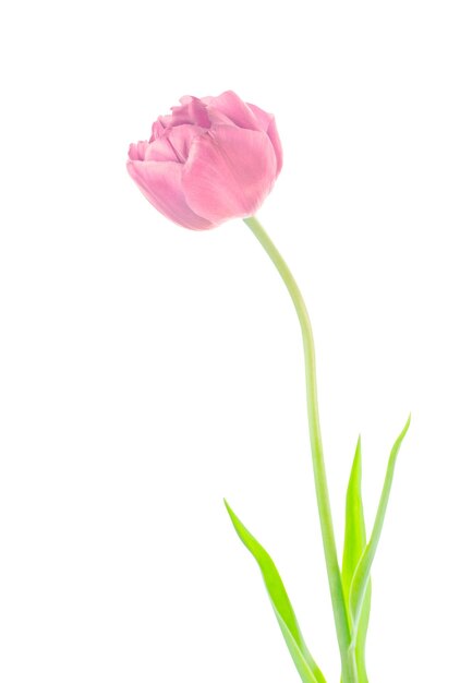 Różowy tulipan na białym tle