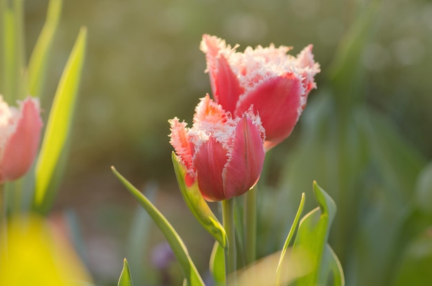 Różowy tulipan na kwietniku Piękny tulipan frotte z frotte