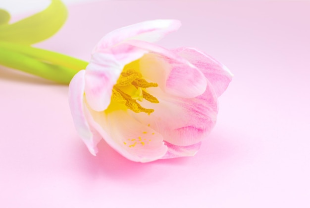 Różowy tulipan na różowym tle Pocztówka z gratulacjami na dzień matki lub międzynarodowy dzień kobiet Minimalizm piękna naturalna tapeta Wiosenne kwiaty