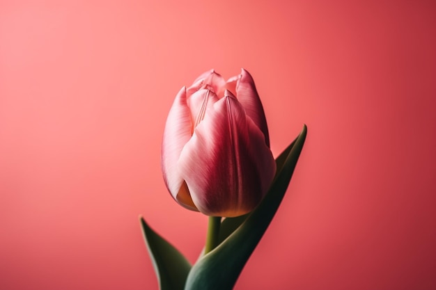 Różowy tulipan na różowym tle