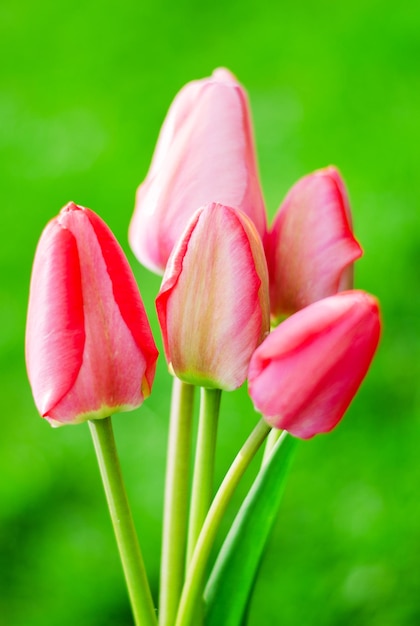 Różowy tulipan na zielonym tle