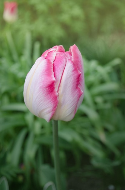 Różowy tulipan papuga zbliżenie