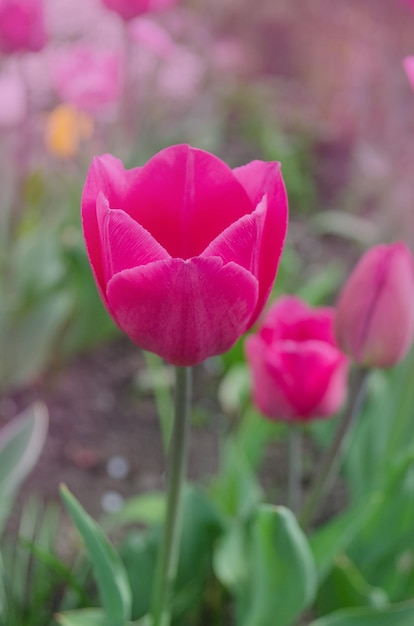 Różowy tulipan w ogrodzie Świeże różowe tulipany