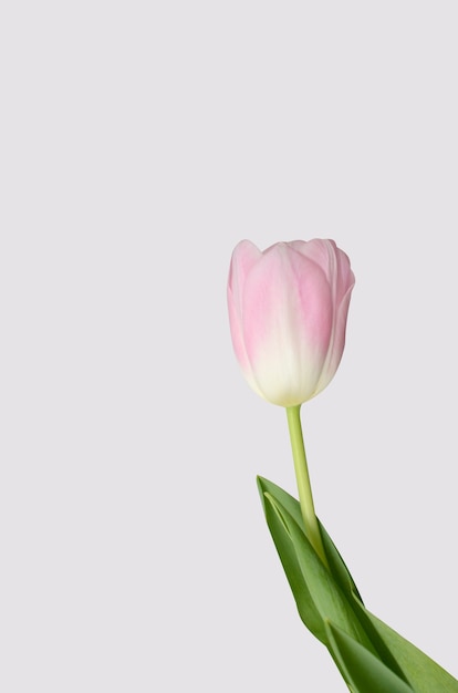 Różowy tulipanowy kwiat na białym tle
