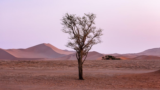 Różowy wschód słońca na wydmach pustyni Sossusvlei Na pierwszym planie drzewo Namibia Afryka