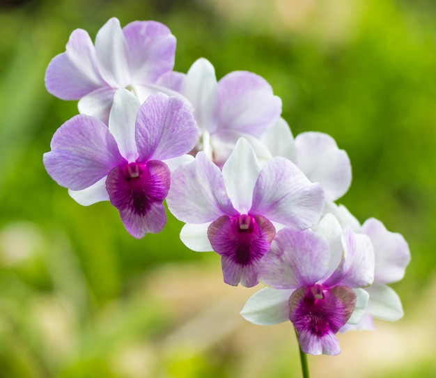 Różowy Z Fioletowymi I Białymi Kwiatami Orchidei