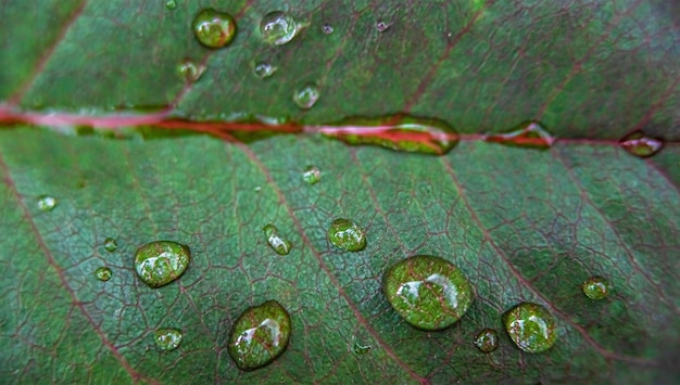 Rozproszony ciemnozielony liść z żyłami i kropelami deszczu