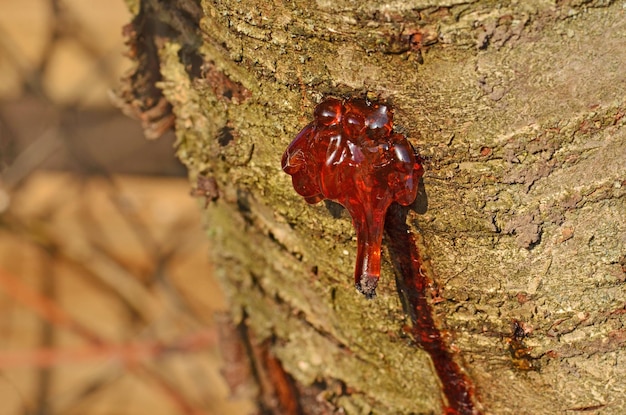 Zdjęcie rozpryskana żywica na korze drewna