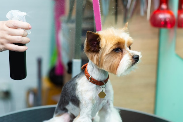 Rozpylanie sprayu z wełny yorkshire terrier w zbliżeniu salonu pielęgnacyjnego