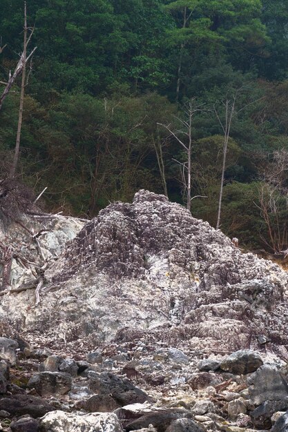 Rozrzucone kamienie Martwe drzewa w kraterze