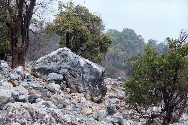 Rozrzucone kamienie Martwe drzewa w kraterze