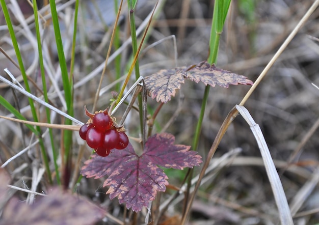 Rubus arcticus