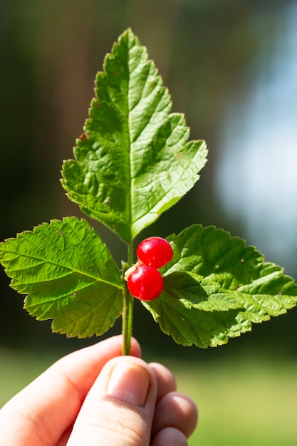 Rubus saxatilis lub Kamienna jeżyna w dłoni. czerwone jagody leśne latem