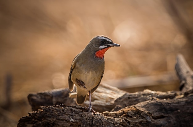 Rubythroat syberyjski Strzela w sposób podświetlany